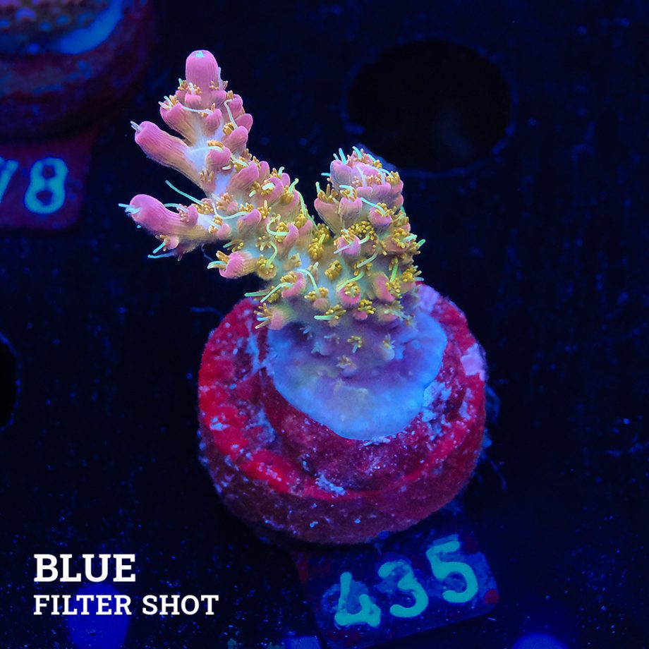 Acropora 'Confetti'