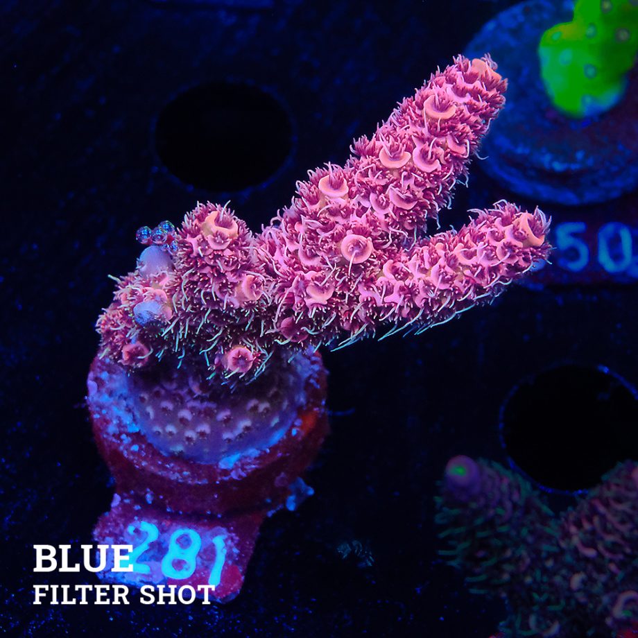 Acropora Millepora 'Pink'