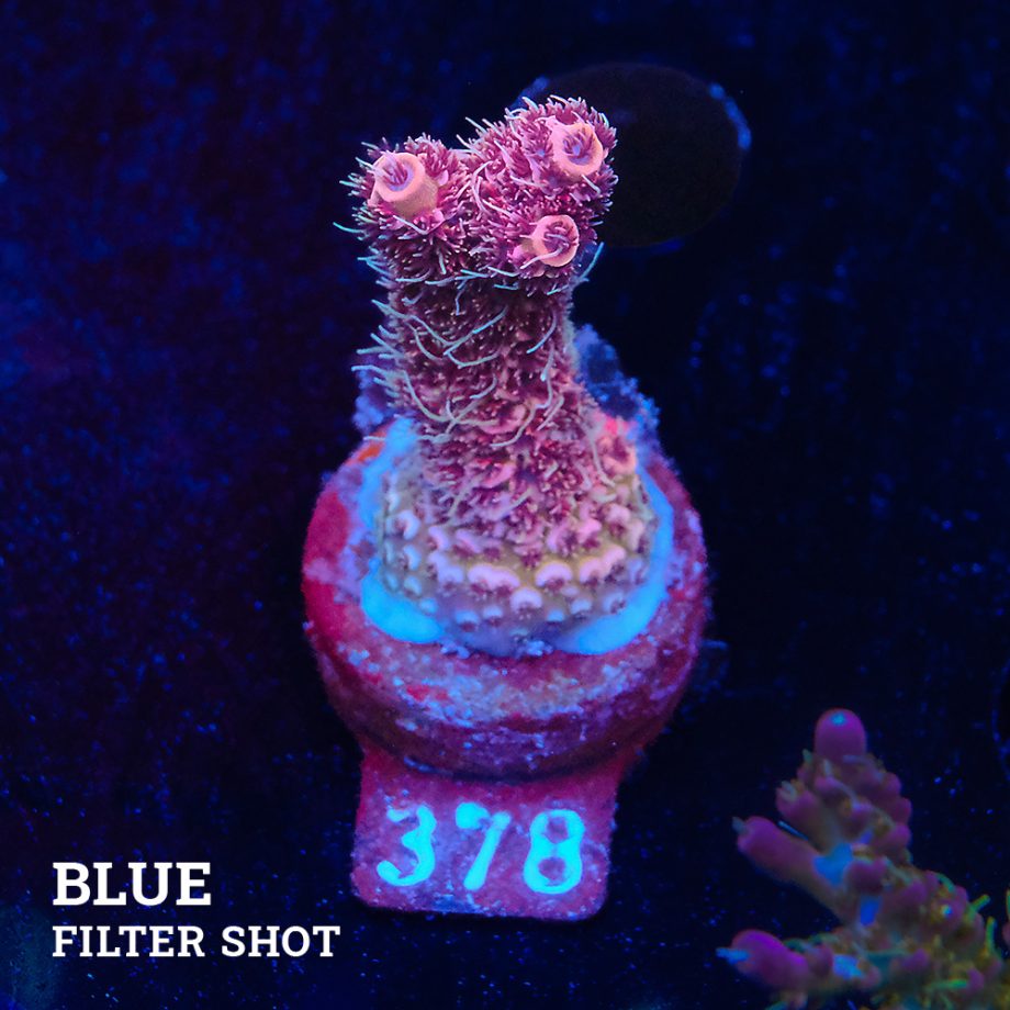 Acropora Millepora 'Pink