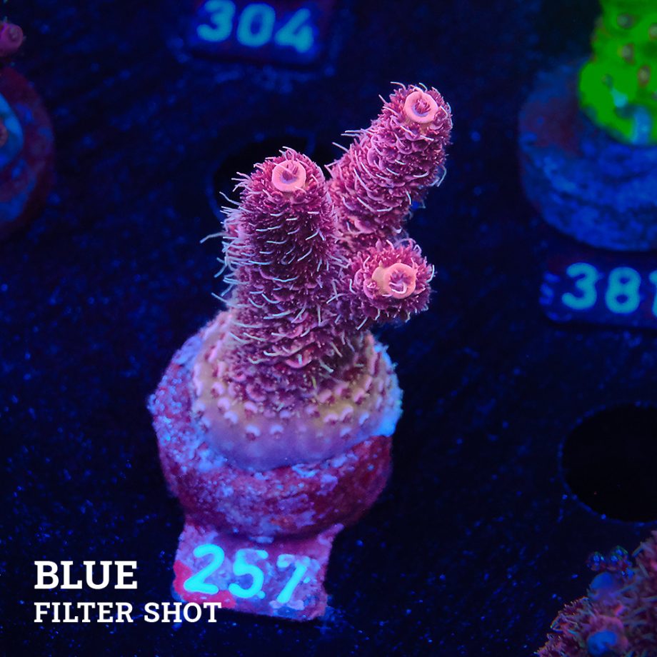 Acropora Millepora 'Pink'