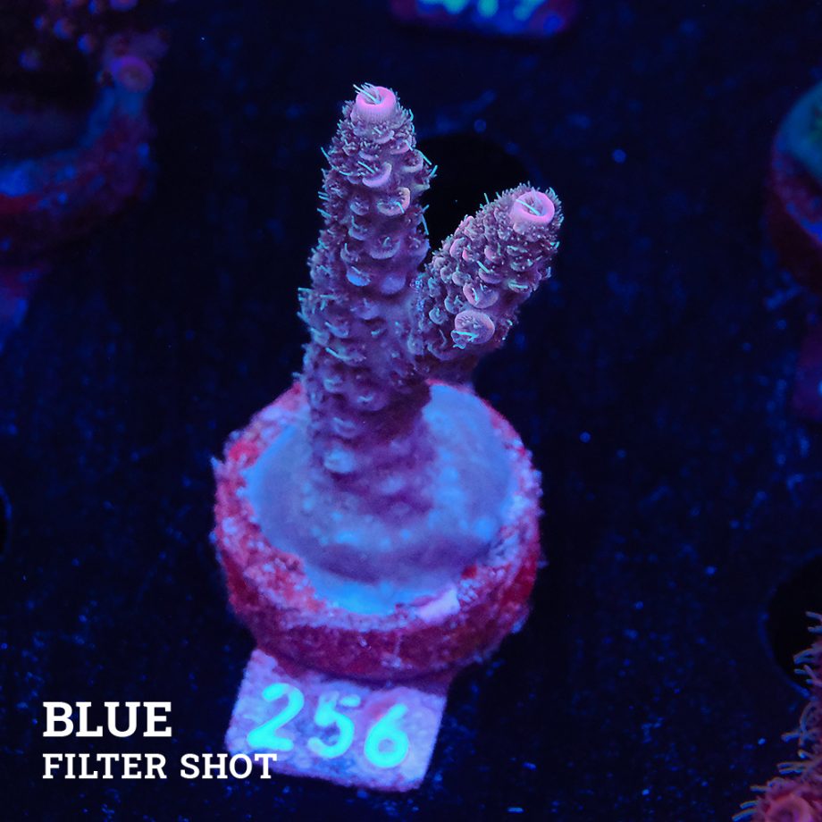 Acropora Millepora