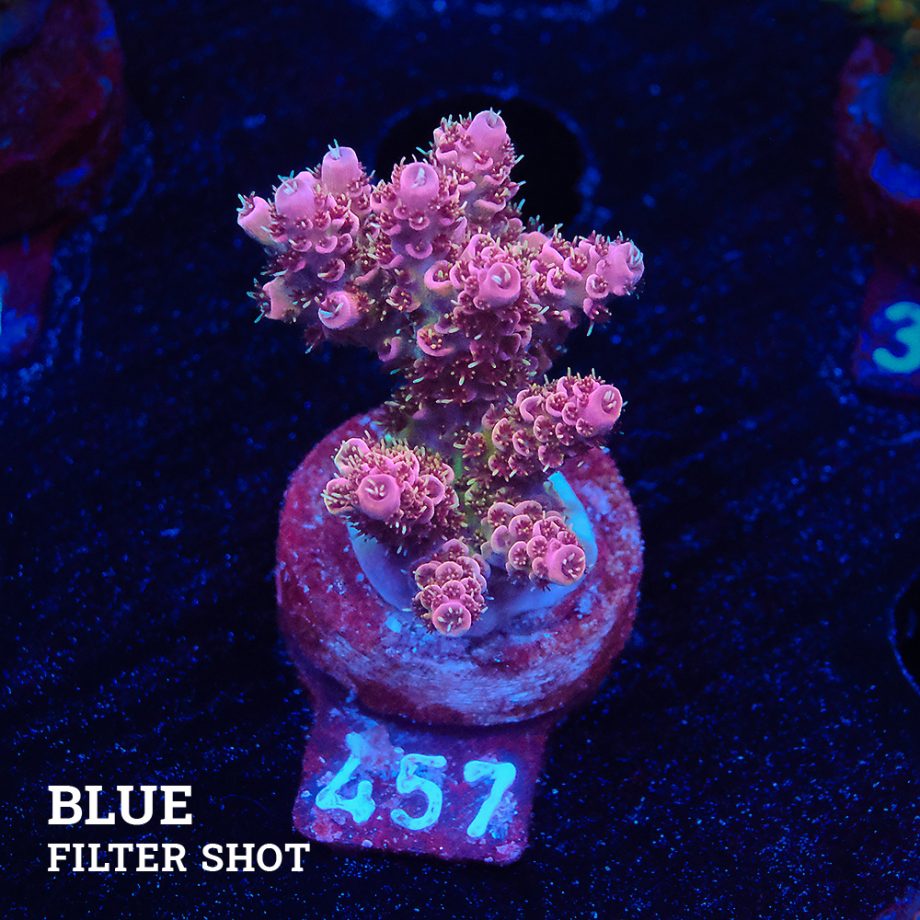 Acropora Hyacinthus