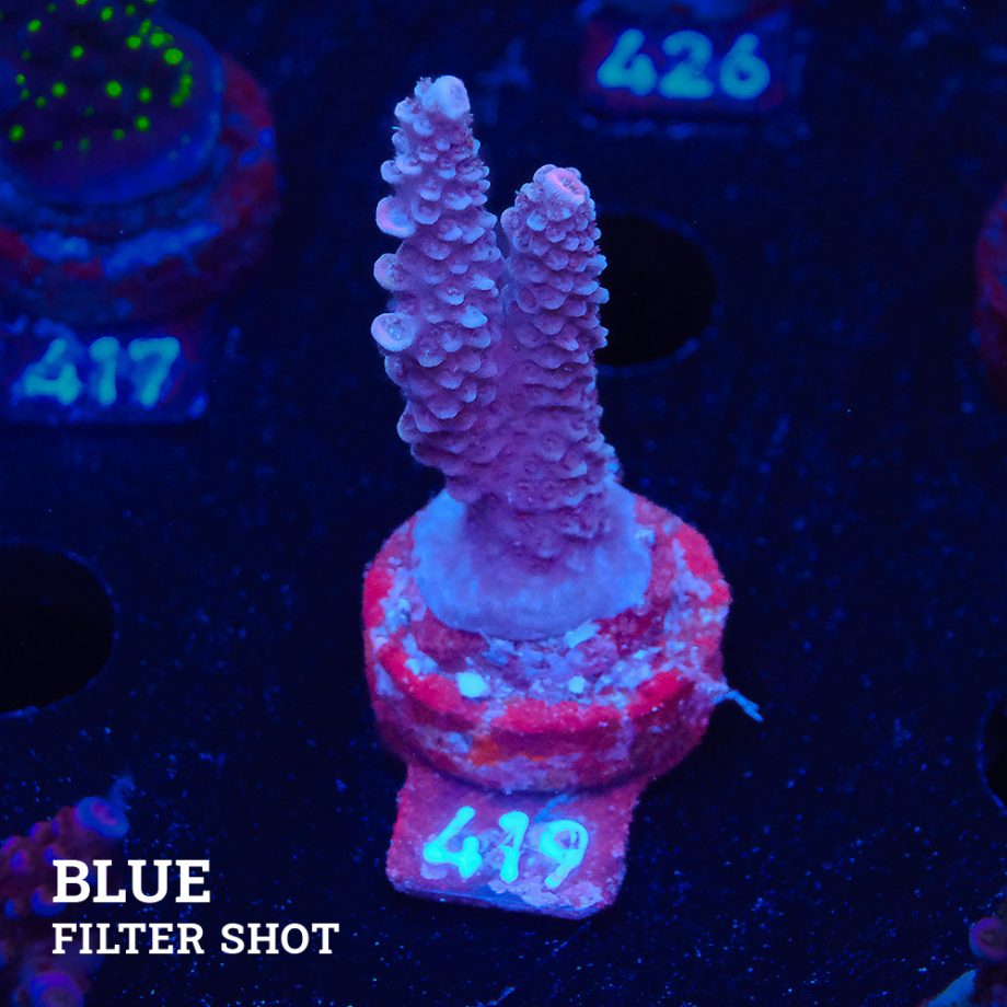Acropora Millepora
