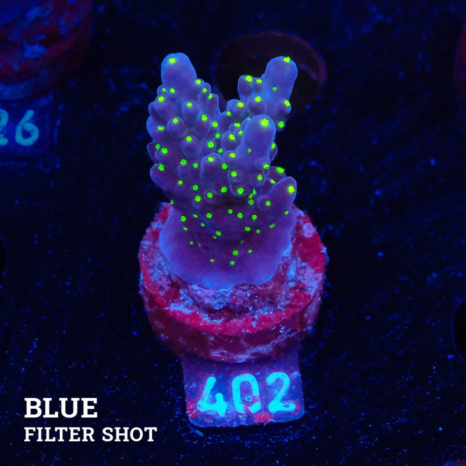 Acropora 'Tricolor'