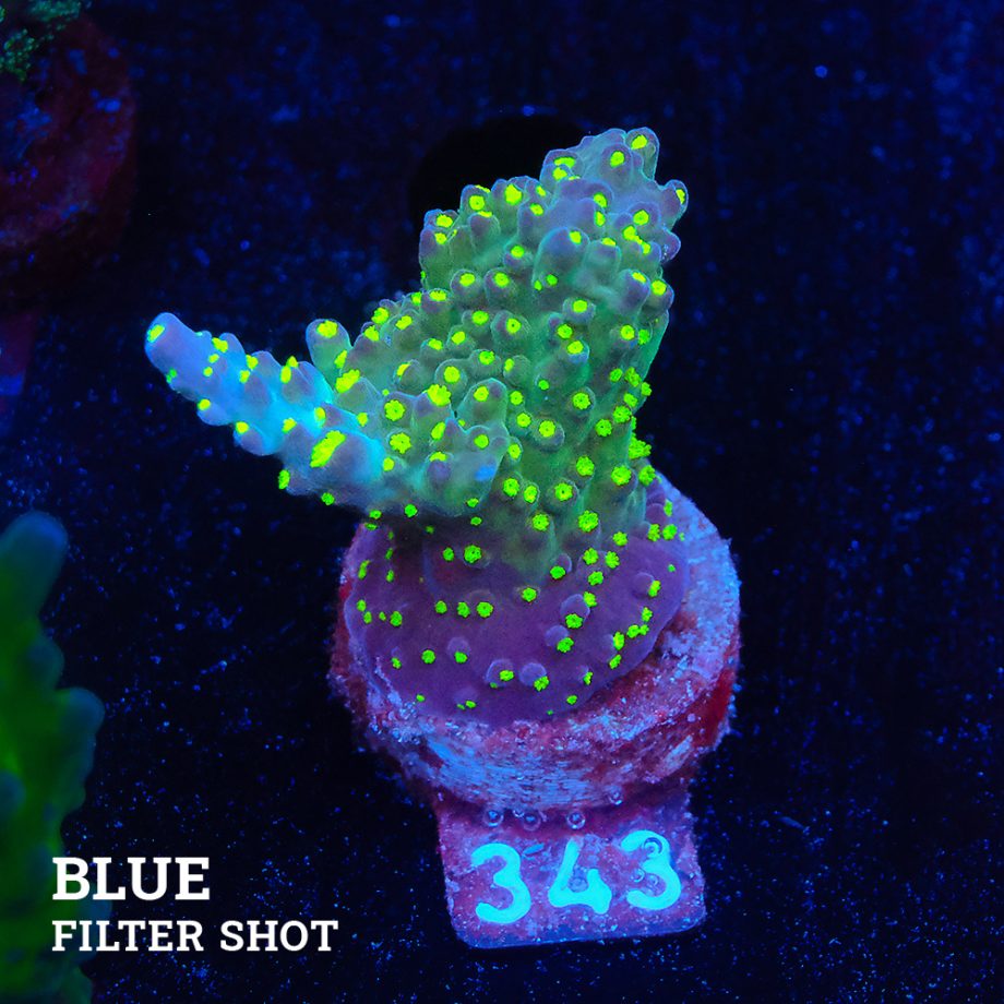 Acropora 'Tricolor'