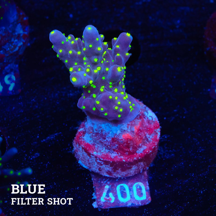 Acropora 'Tricolor'