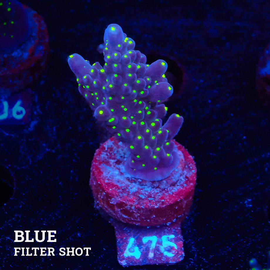 Acropora 'Tricolor'