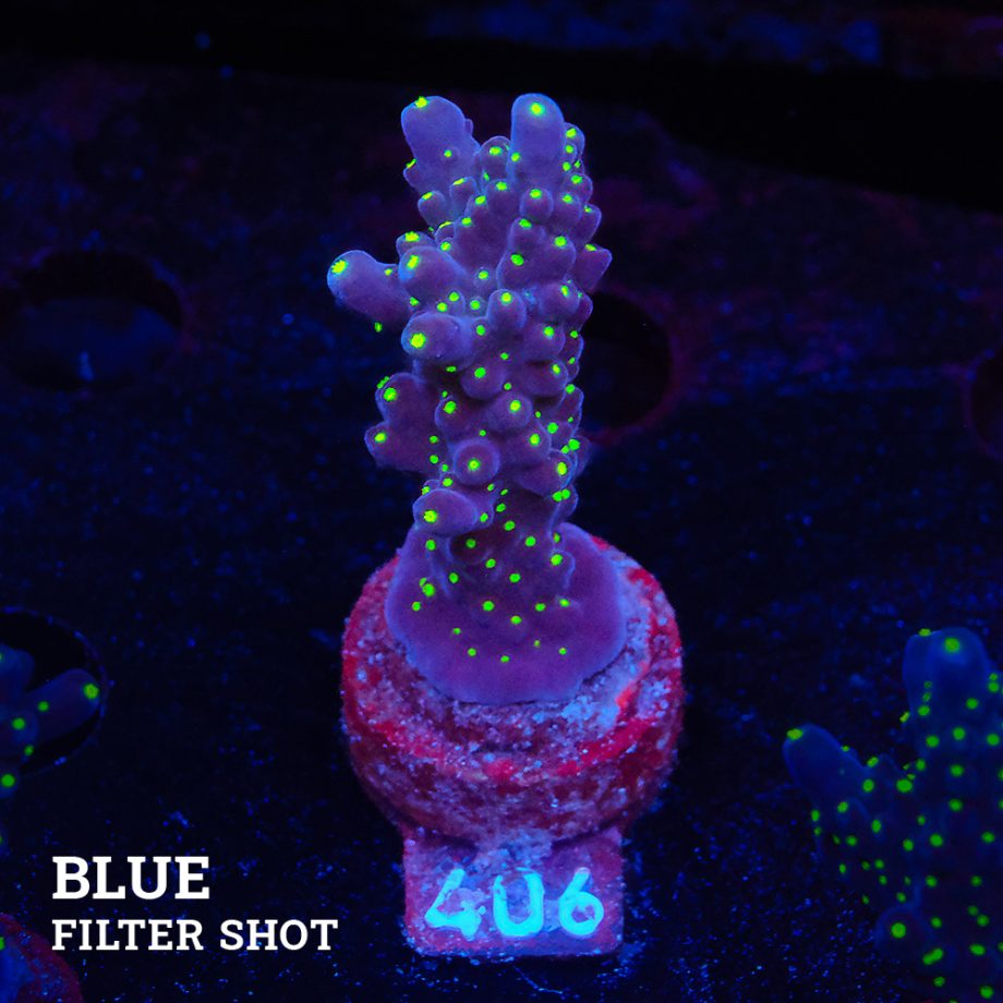 Acropora 'Tricolor'