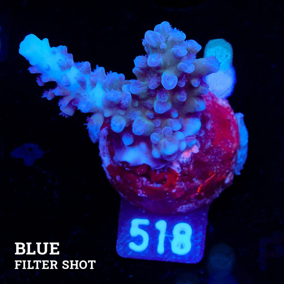 Acropora 'Super Blue Stag'