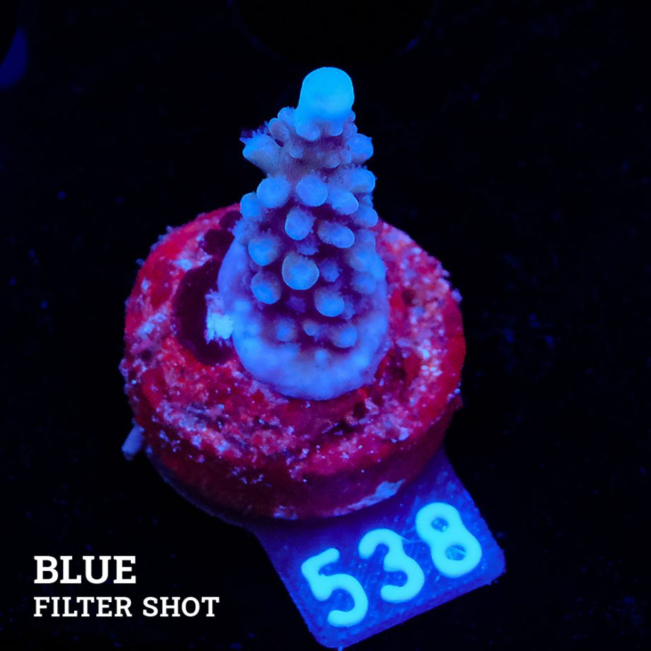 Acropora 'Super Blue Stag'