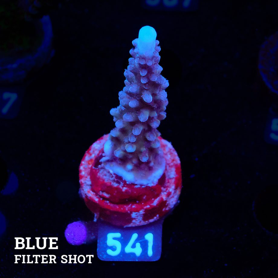 Acropora 'Super Blue Stag'