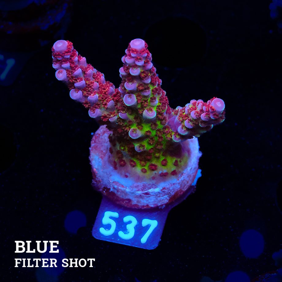 Acropora 'Fluo Bicolor II'