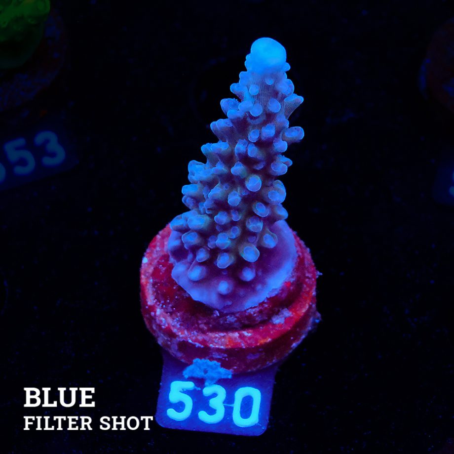 Acropora 'Super Blue Stag'