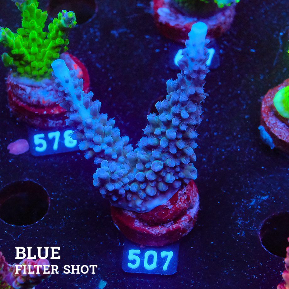 Acropora 'Super Blue Stag'