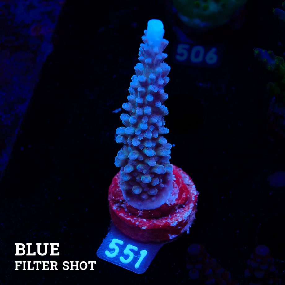 Acropora 'Super Blue Stag'