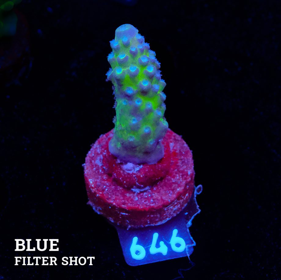 Acropora Gimmidera Fiji