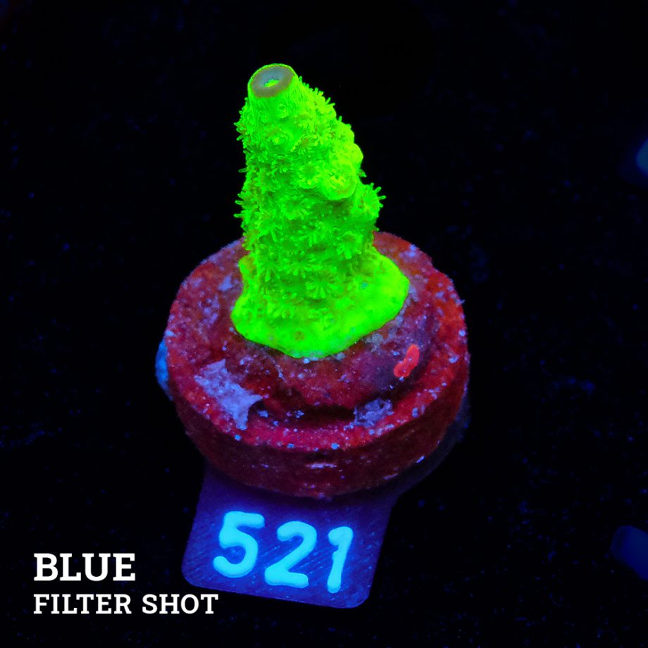 Acropora Florida S