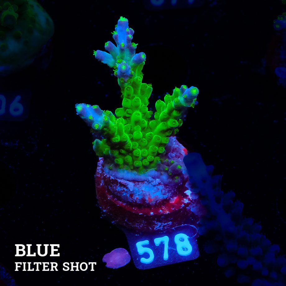 Acropora Subulata