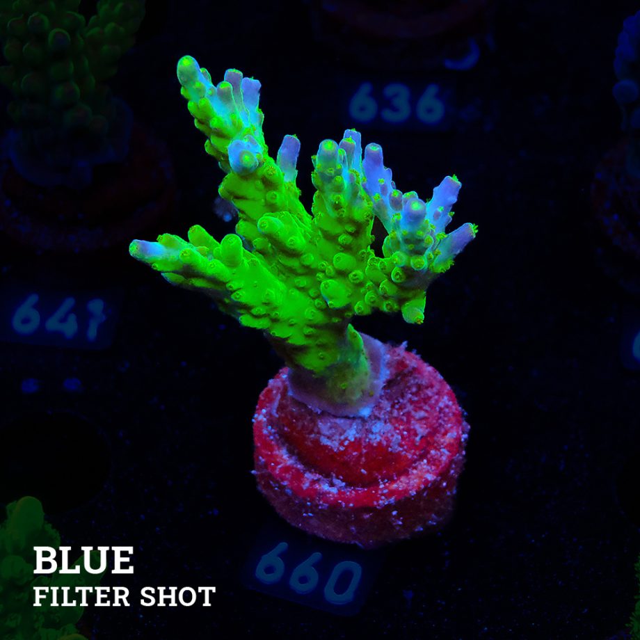 Acropora Subulata