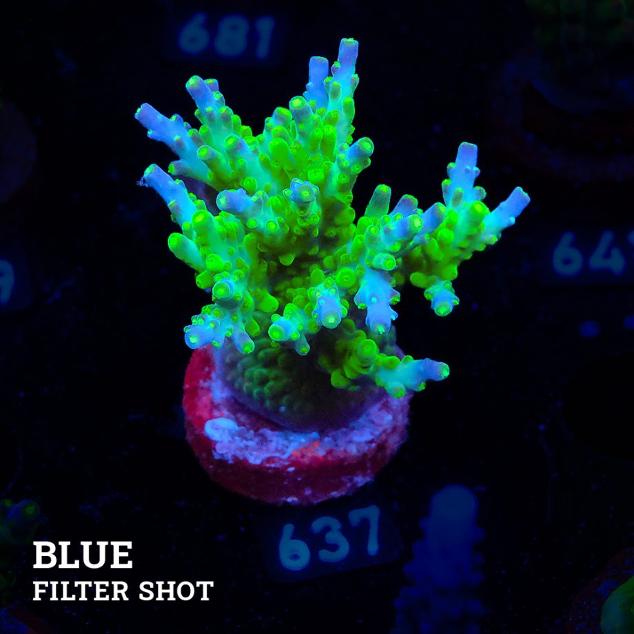 Acropora Subulata