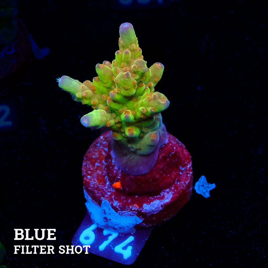 Acropora 'Wonderland'