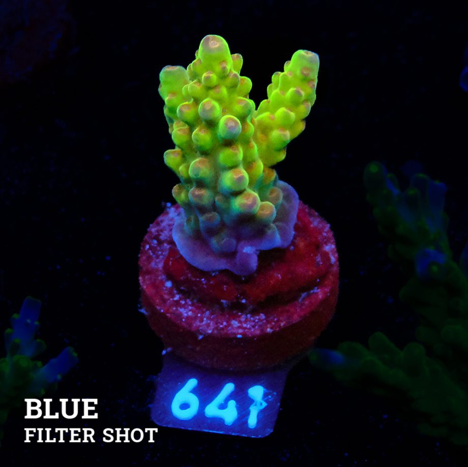 Acropora 'Wonderland'