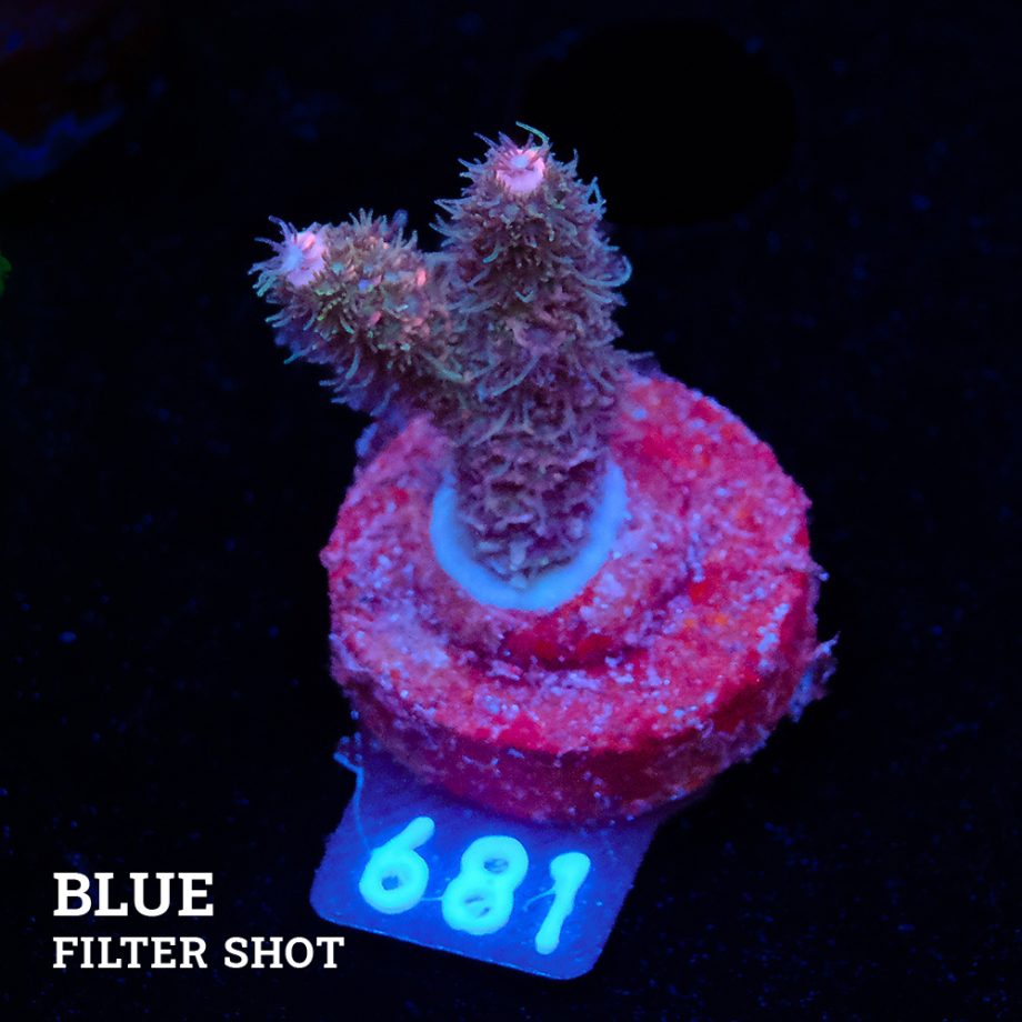 Acropora Millepora