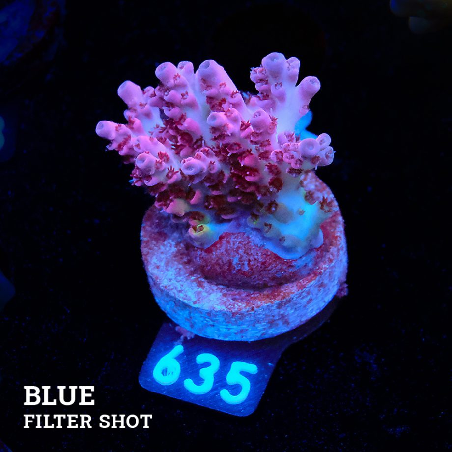 Acropora Mirabellis