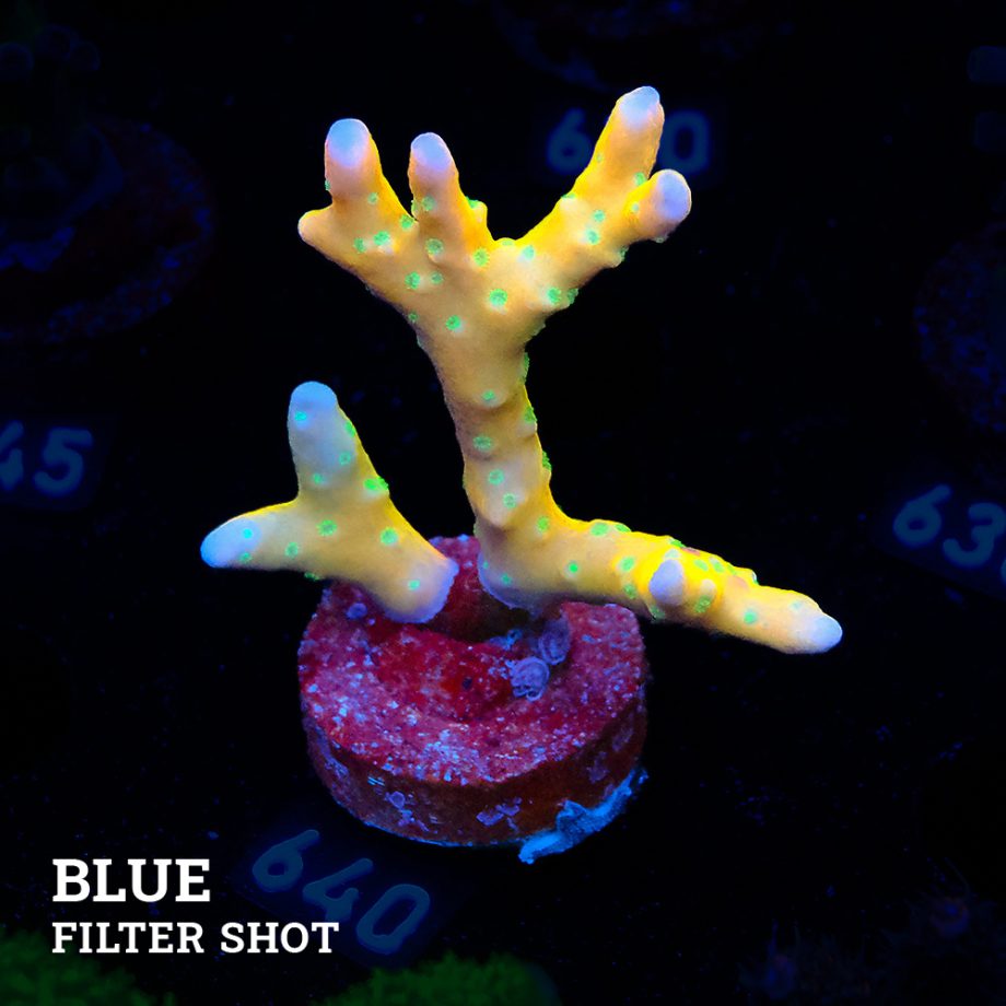 Anacropora 'Tropicana'