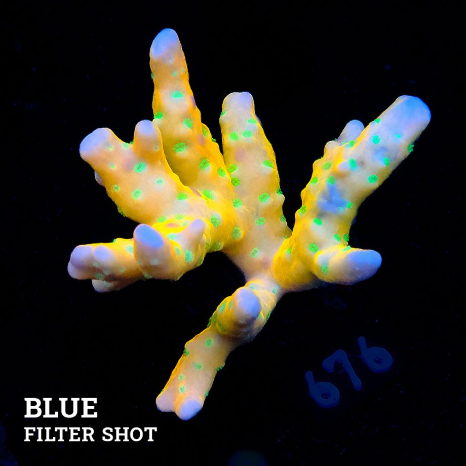 Anacropora 'Tropicana