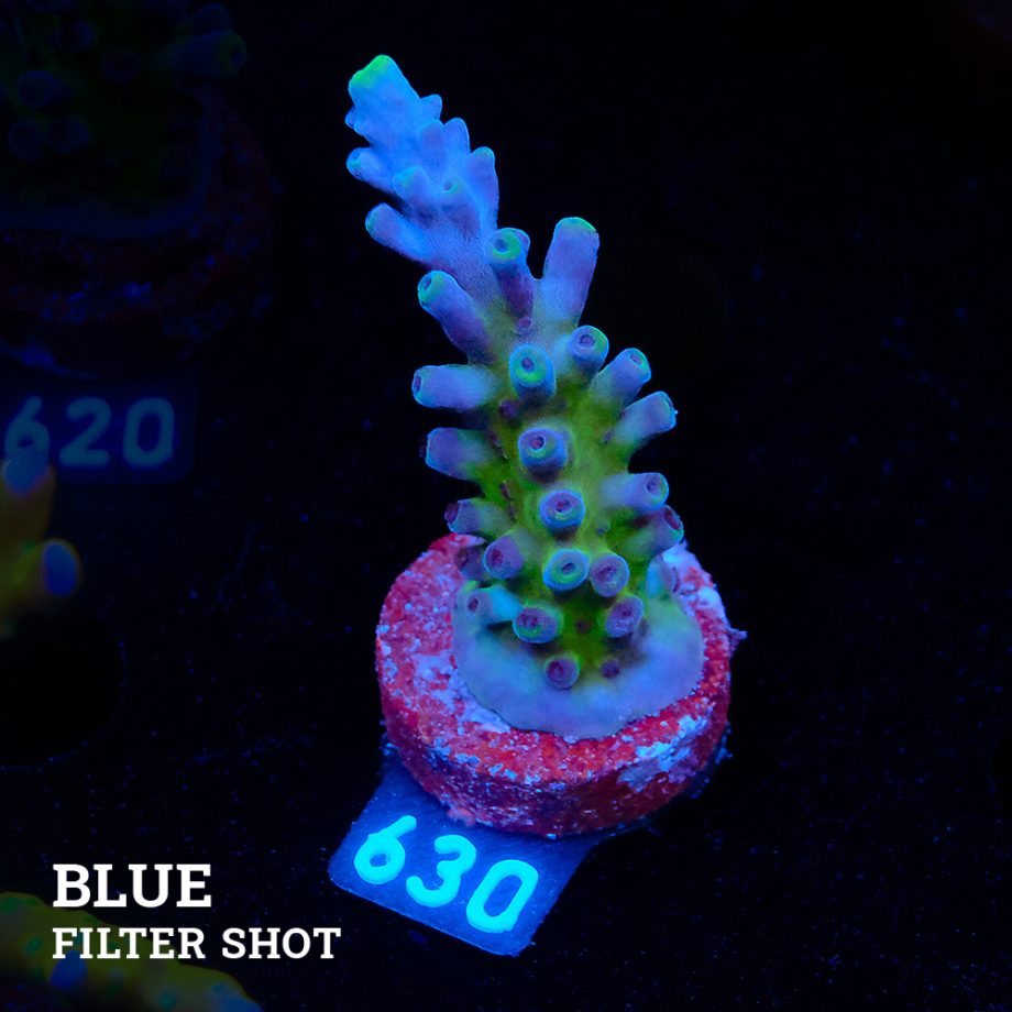 Acropora 'Cali Tort
