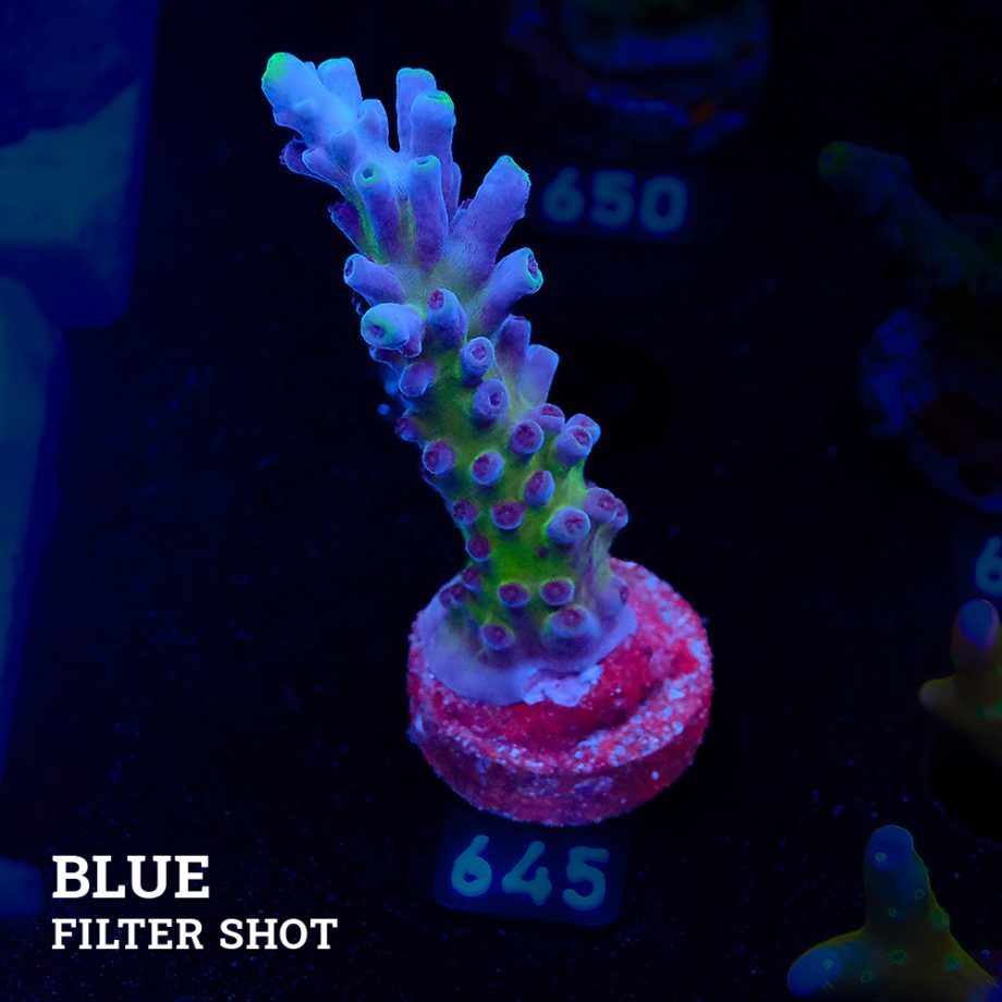 Acropora 'Cali Tort'