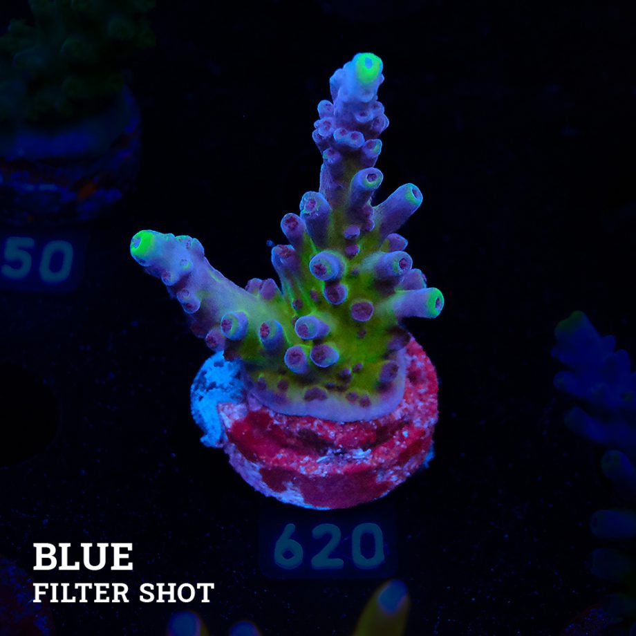 Acropora 'Cali Tort'