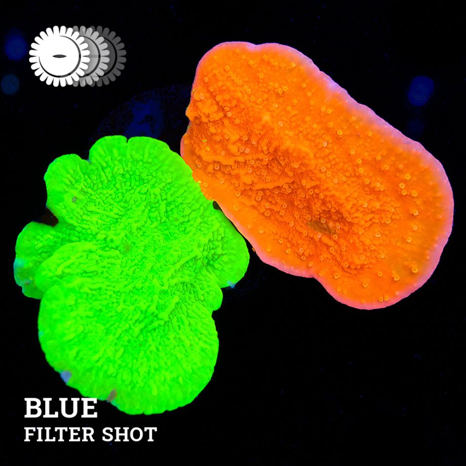 Montipora Mix