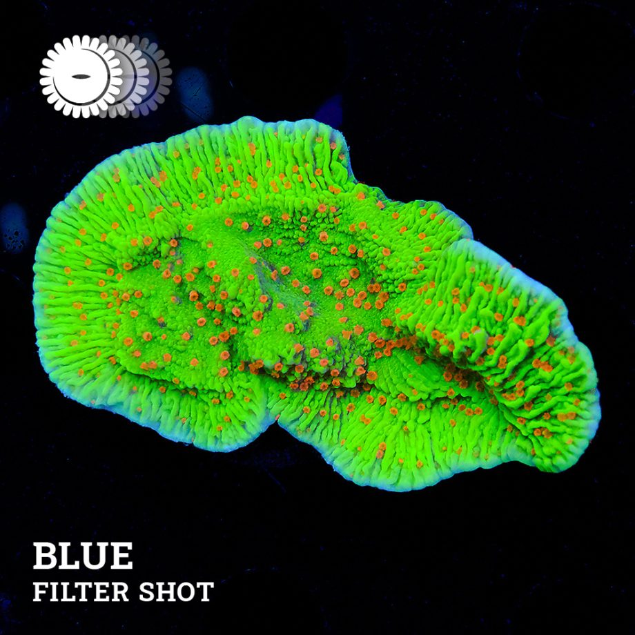 Montipora 'Chili Pepper'