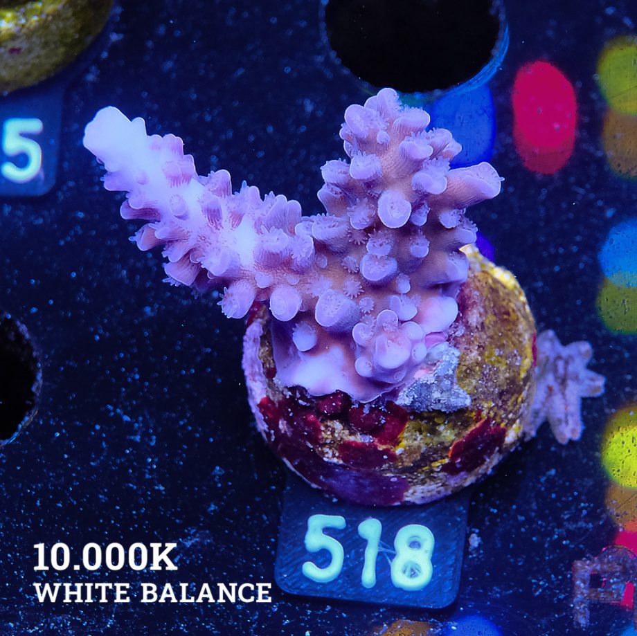 Acropora 'Super Blue Stag'