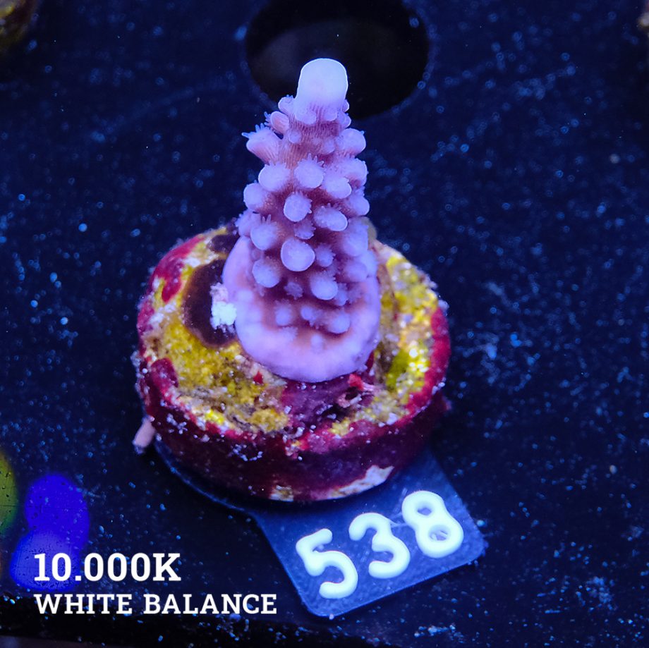 Acropora 'Super Blue Stag'