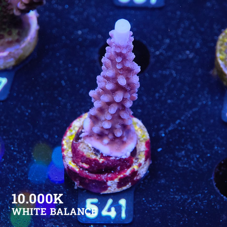 Acropora 'Super Blue Stag'