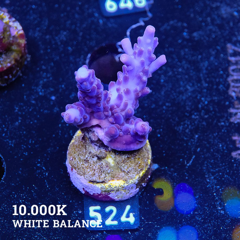 TK Super Purple