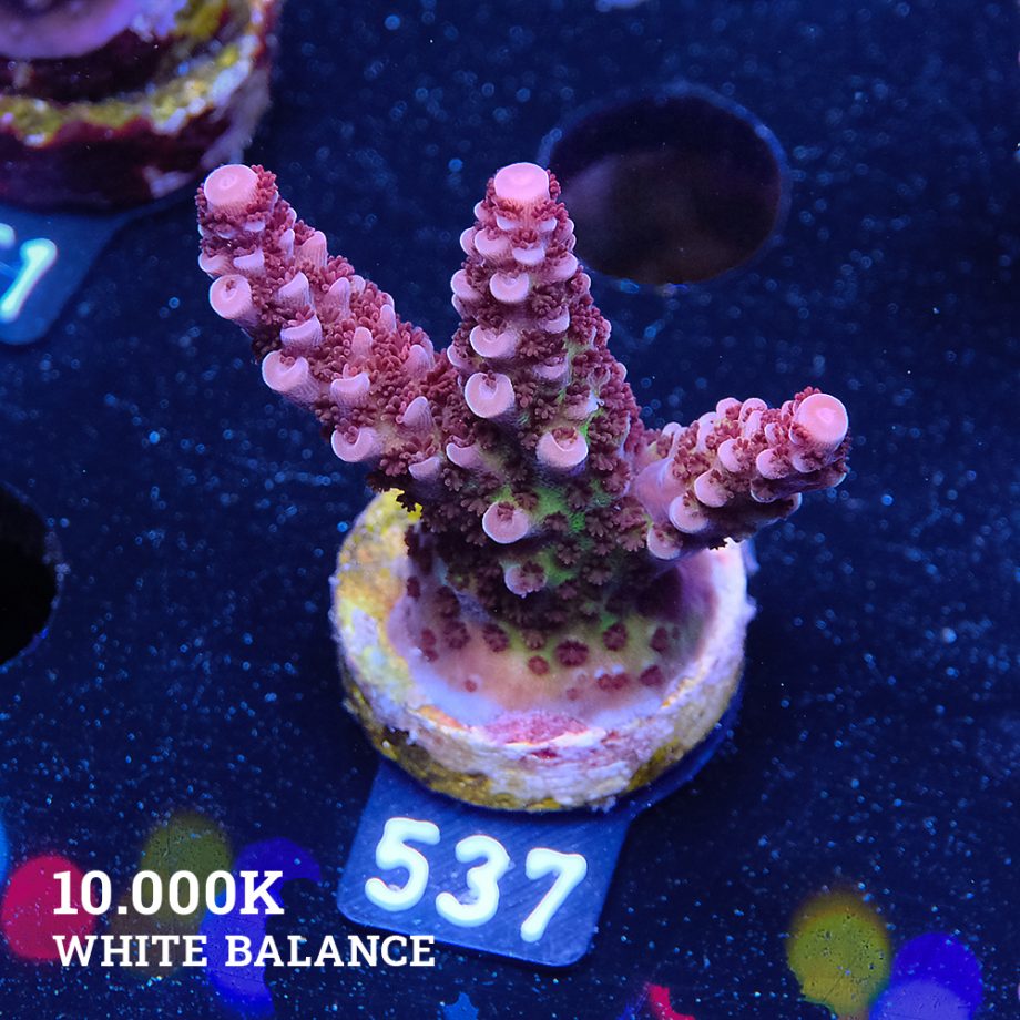 Acropora 'Fluo Bicolor II'