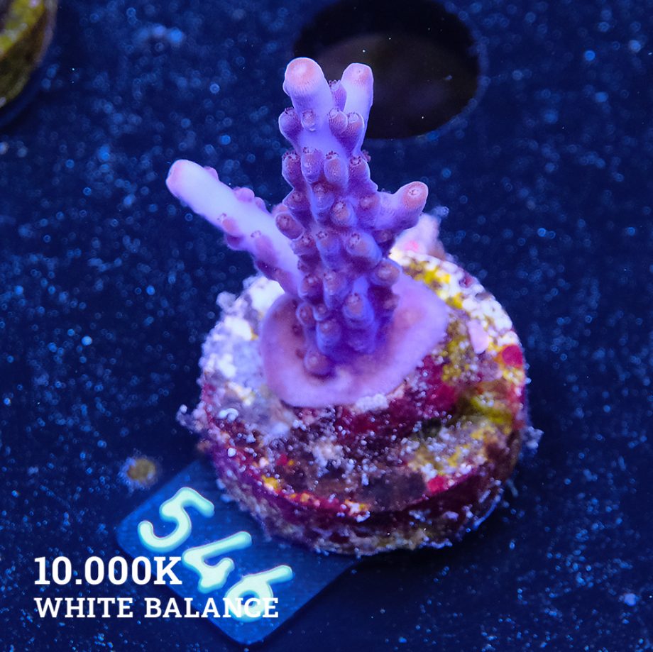 TK Super Purple