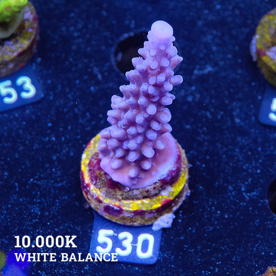 Acropora 'Super Blue Stag'