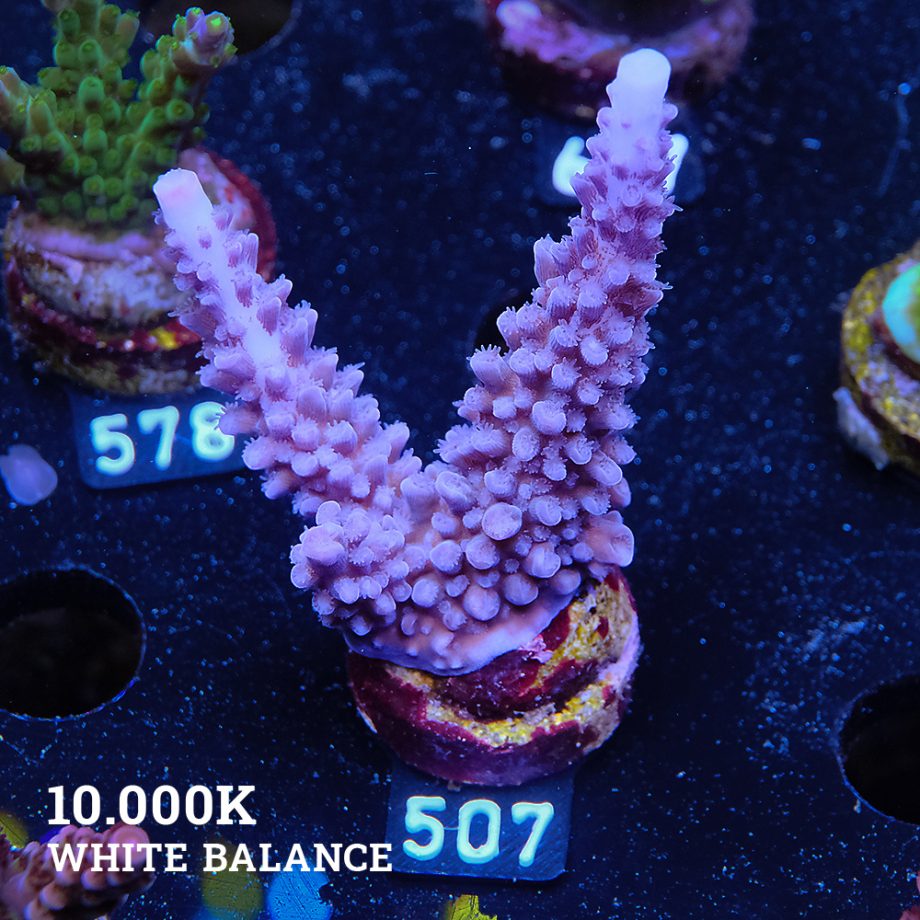 Acropora 'Super Blue Stag'