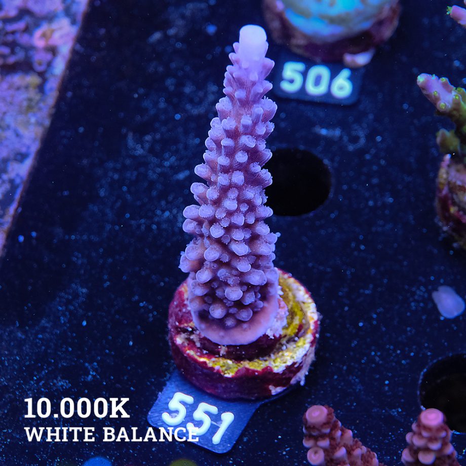 Acropora 'Super Blue Stag'
