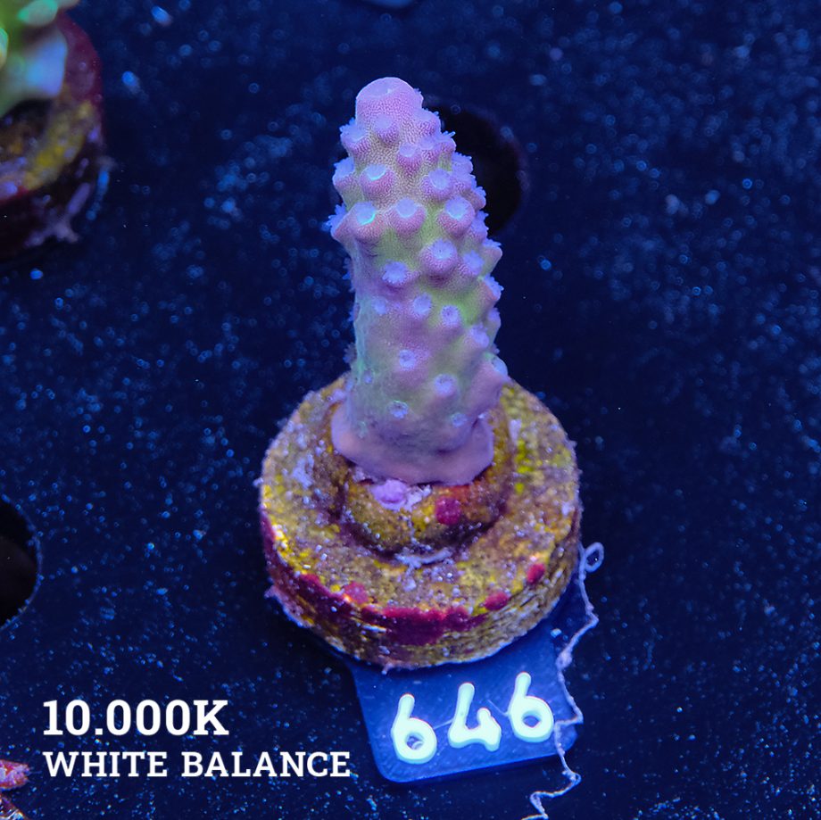 Acropora Gimmidera Fiji