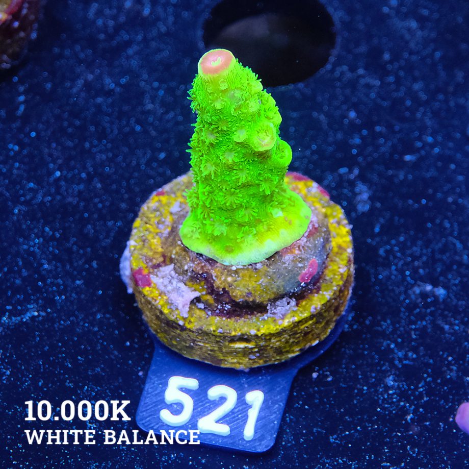 Acropora Florida S