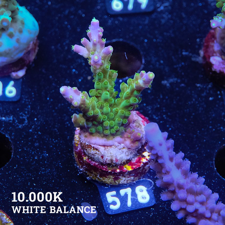 Acropora Subulata