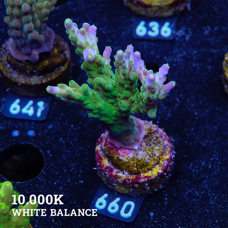 Acropora Subulata