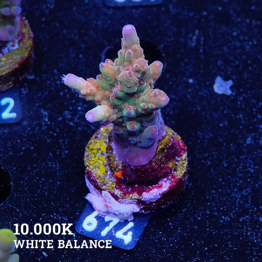 Acropora 'Wonderland'