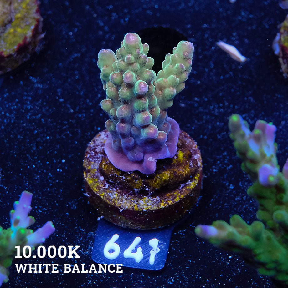 Acropora 'Wonderland'